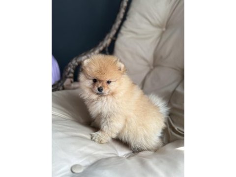 Dişi 3 aylık pomeranian