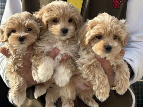 Ruhsatlı çiftlikde ziyarete açık kore maltipoo
