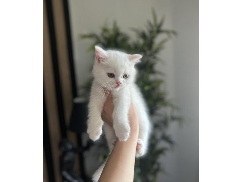 Teslime hazır brıtısh shorthair yavrularım 