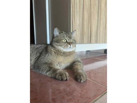 British shorthair yetişkin