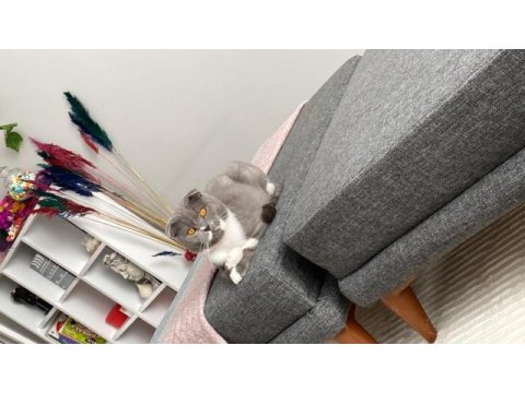 Ücretsiz sahiplenme scottish fold