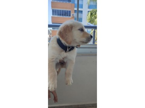 08/16 doğumlu orjinal golden retriever