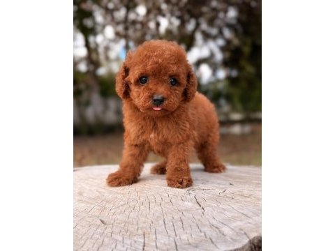 Teacup poodle bebeklerim