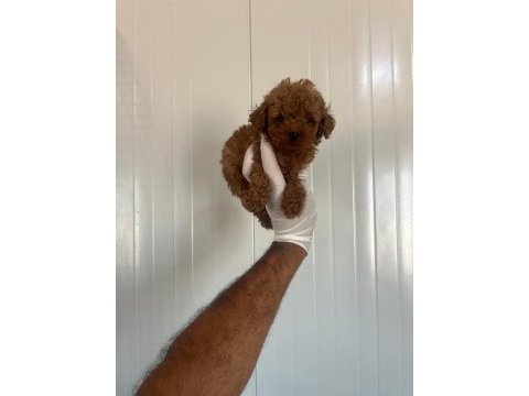 Kore toy poodle bebekler