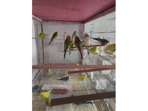 Jumbo muhabbet kuşu ve kırık çeşitler