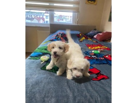 Sempatik maltipoo yavrular