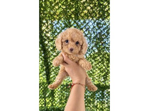 Uygun krem toy poodle
