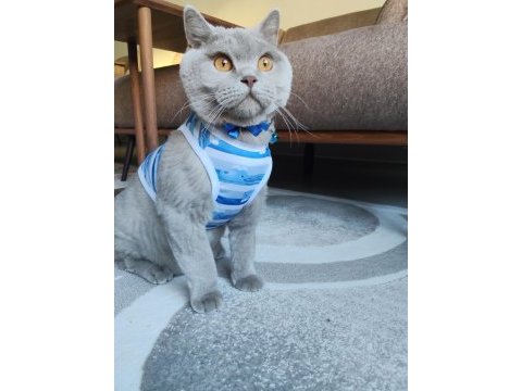 British shorthair ücretsiz sahiplendirme