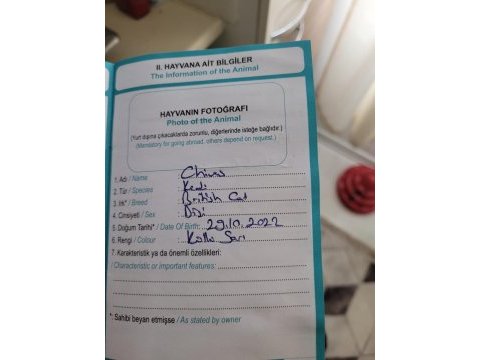 Kedimize yeni yuva arıyoruz