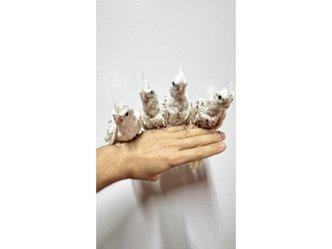 Albino ve wf pearl sultan papağanı yavruları