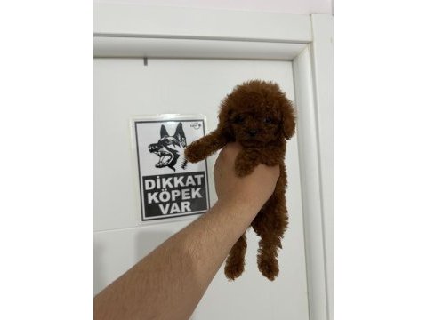 Poodle teacup