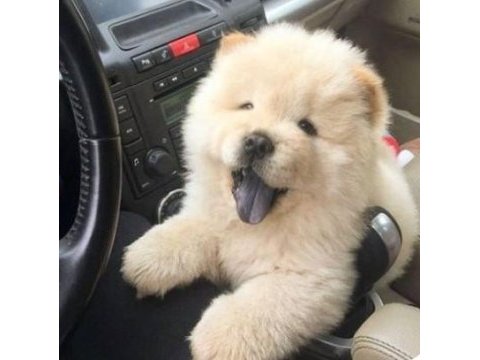 Irk ve sağlık garantili chow chow