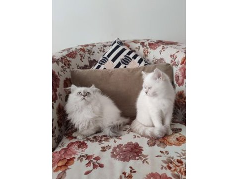 2 aylık british longhair ve shorthair dişi yavrular