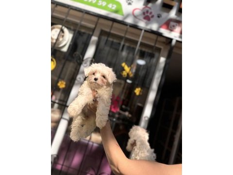 Kg garantili küçük boy maltese