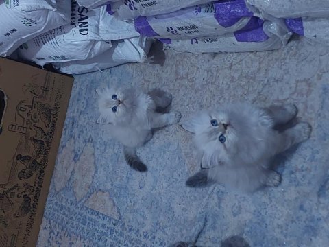 1 dişi ve 1 erkek son kalan kediler hazırlar
