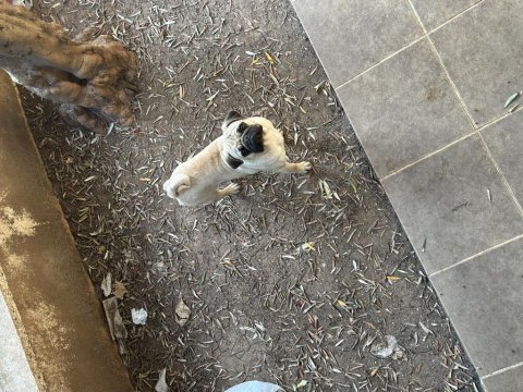 1 yaşında safkan pug