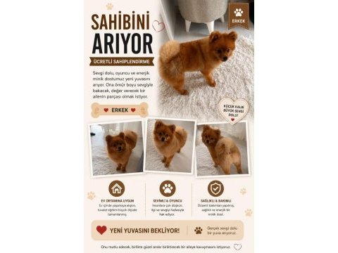 Yaşına girmemiş evlat oynamayı seven pomeranian