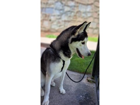 Sibirya kurdu köpeğimiz