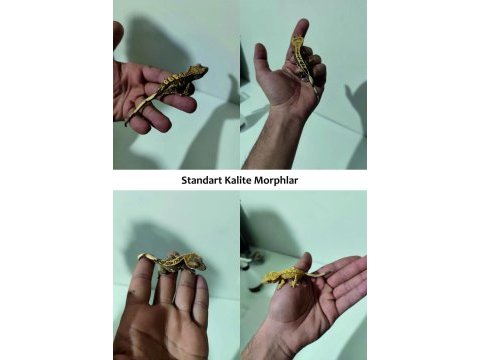 Evil crested ve leopard geckolar