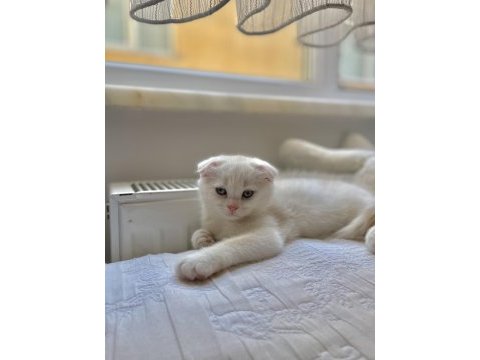 1.5 aylık erkek scottish fold