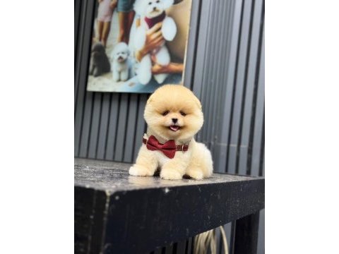 Ayıcık surat dişi pomeranian boo