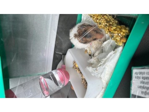 Acil yuva ücretsiz hamster
