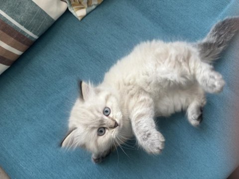 1.5 aylık british longhair mavi gözlü yavru