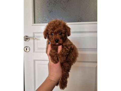 Orijinal toy poodle köpeği