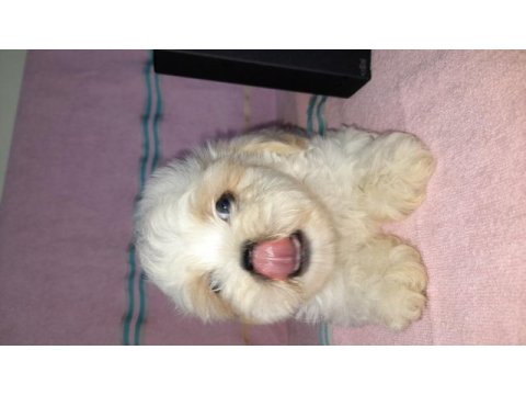 Muazzam güzellikte yakışıklı bir morkie çocuk