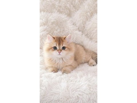 Safkan kalitede ny12 british longhair erkeğim