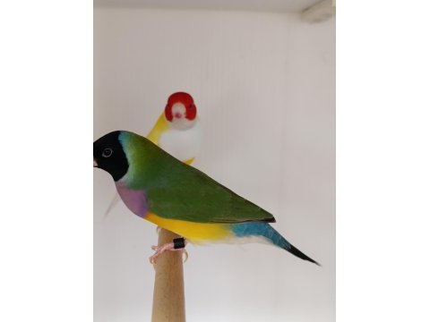 Goldian finch gökkuşağı ispinozu