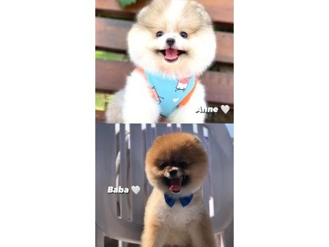 Secereli 40 günlük pomeranian boo