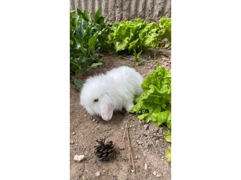 Safkan hollanda lop tavşan