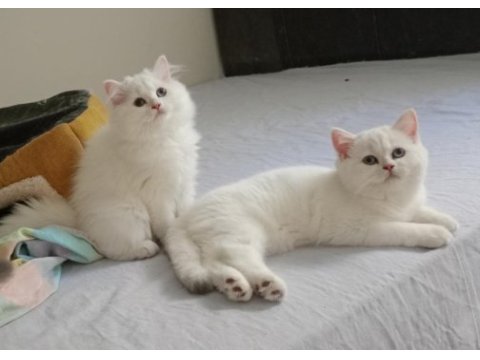 3 bucuk aylık dısı brısth shorthaır kardesler