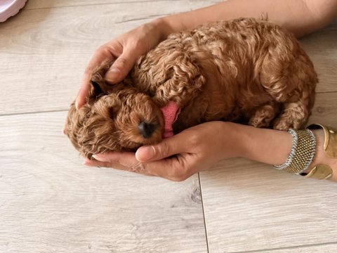 2 aylık dişi erkek poodle yavrularım