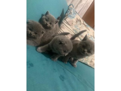 Bristh shorthair ve scotih fold yavrularimiz