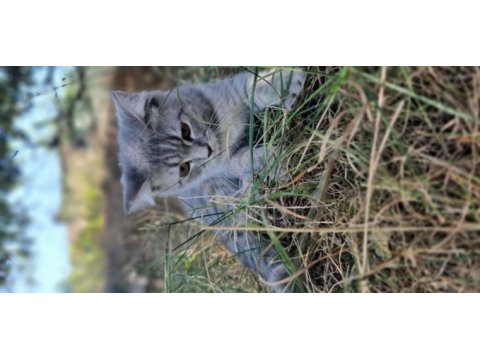 British shorthair 4 aylıklar yardımcı olunur