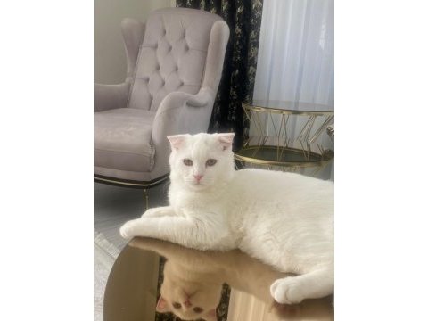 Scottish fold erkek kedime dışı kedi arıyorum