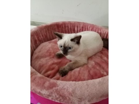 Scottish fold yavrularımız yeni sahibini bekliyor