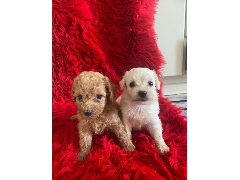 Güzel maltipoo yavrular yeni yuvalarını arıyor