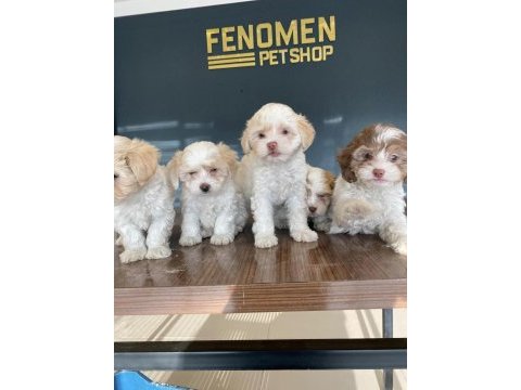 Maltipoo yavrularımız belgeli her ile aynı gün teslim