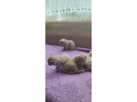 Scottish fold british shorthair