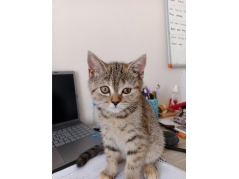 Tırtıl british shorthair bebek