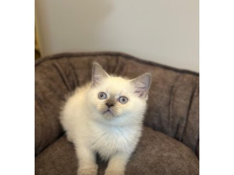 Bize danışmadan yavru kedi sahiplenmeyiniz