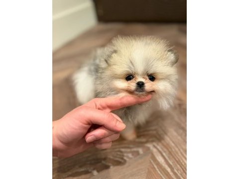 Pomeranian boo ayı surat bal