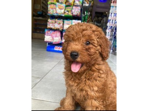 A kalite toy poodle