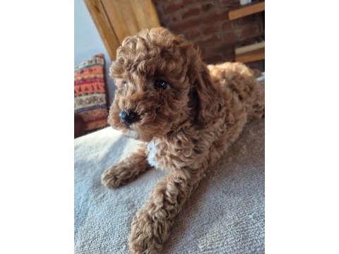 2 aylık safkan toy poodle bebeğimiz