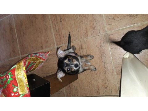 Şivava terrier yavrusu