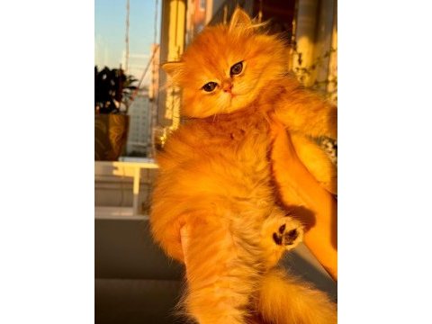 Yakışıklı golden british longhair