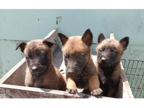İrkinin en iyi belcika kurtlari malinois